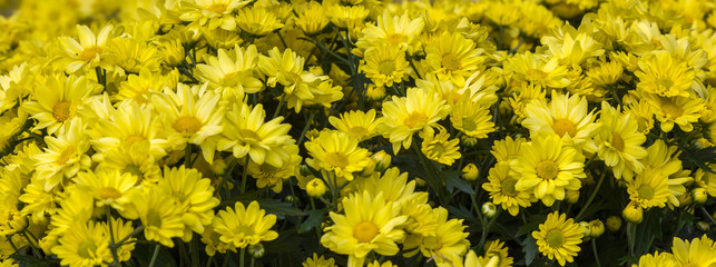 Fundo colorido com flores.