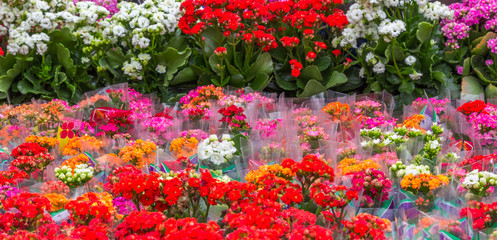 Fundo colorido com flores.