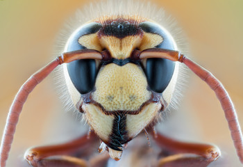 bee wasp insect macro wildlife nature color eye hair fly portrait extreme
