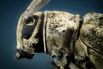 bug insect macro wild nature eye animal close antennae 