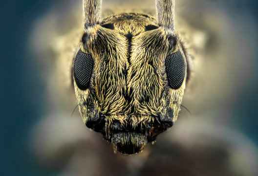 bug insect macro wild nature eye animal close antennae 