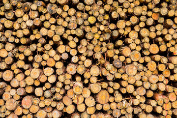 Pile of chopped fire wood