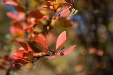 Obraz premium Autumn at Mazichal, Mazandaran, Iran