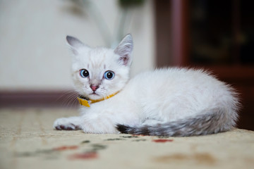 Grey kitten with blue eyes resting on the floor