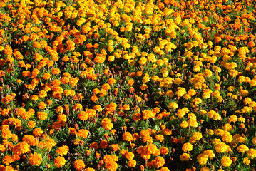 Large flowerbed with yellow and orange marigolds