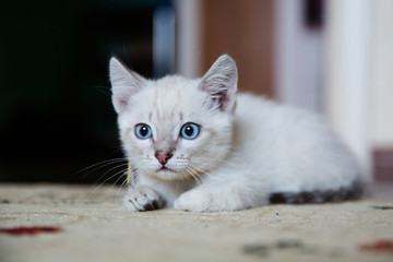 Grey kitten with blue eyes hunting and ready to pounce