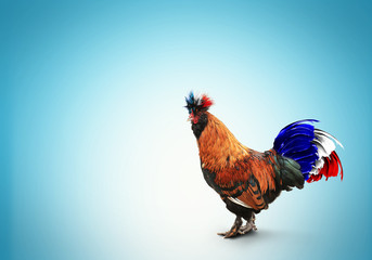 France, French colored rooster with big tail - obrazy, fototapety, plakaty
