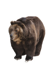 Fototapeta premium Big brown bear isolated on white background
