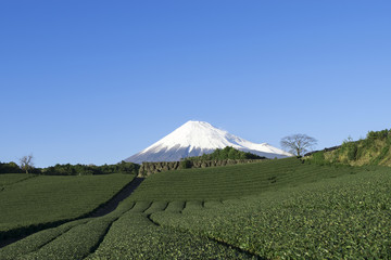 Fototapeta premium 茶畑から冠雪の富士山を望む