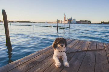 Italy Venice  dog