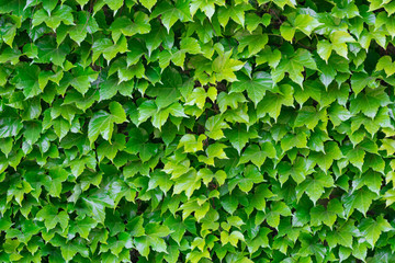 Fototapeta na wymiar fresh green leaves as background