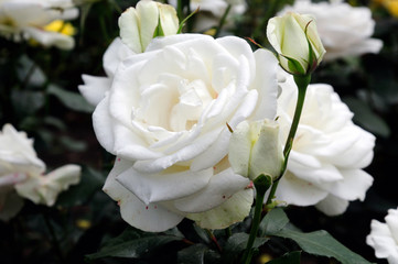 white roses.soft focus