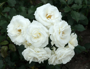 white roses.soft focus