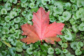 Bright autumn leaves on the green grass
