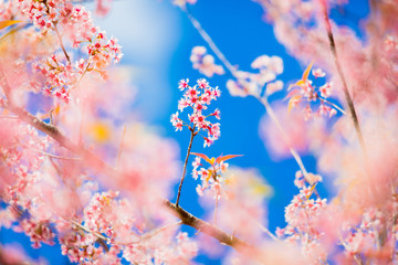 Cherry Blossom or Sakura flower on nature background