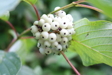 Svidina, dogwood, white telikraniya (Cornus alba) - shrub dogwoods related
