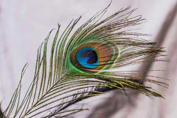 Fototapeta premium Peacock tail eye shining uo under sun light