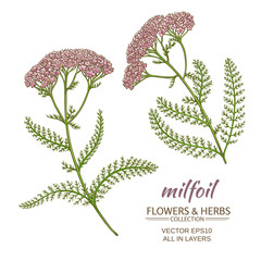 milfoil vector set © cuttlefish84