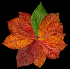 Red autumn leaf on a black