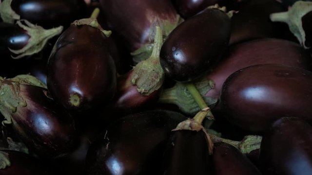 eggplant crop harvested