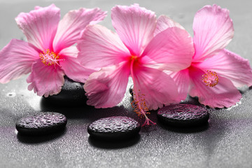beautiful spa background of pink hibiscus flowers on zen basalt