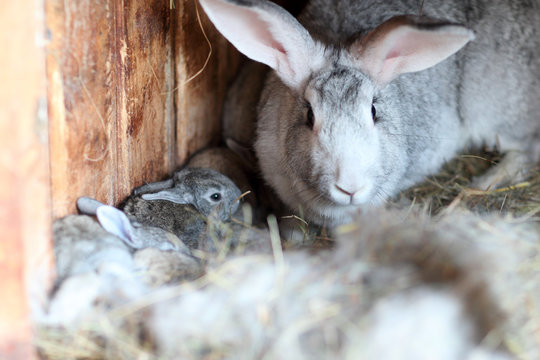 Adorable young bunny iat farm house. Cute small rabbit in hutch