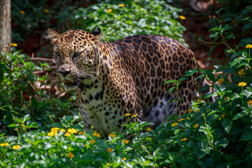 Fototapeta na wymiar Jaguar is roaring.