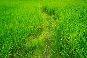 Small path in green rice field