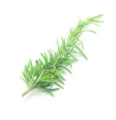 fresh rosemary on a white background