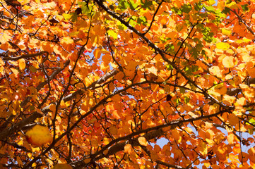 Obraz premium Autumn at Mazichal, Mazandaran, Iran