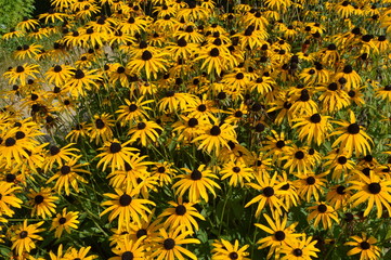 Gewöhnlicher Sonnenhut ( Rudbeckia fulgida )