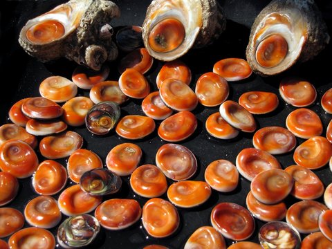Opercule de coquillage ' &oelig;il de Sainte-Lucie '