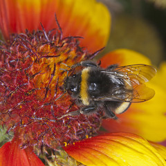 Hummel auf einer Kokardenblume