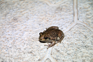 Common spadefoot (Pelobates vespertinus Pallas, 1771) on the paving tile in the night summer garden