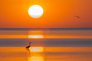 Bird silhouettes against the setting sun over the sea.