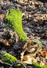 mit Moos bedeckter Baum
