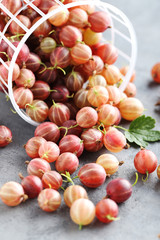 Gooseberries fruit on a grey table