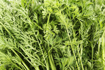Green carrot leafs background