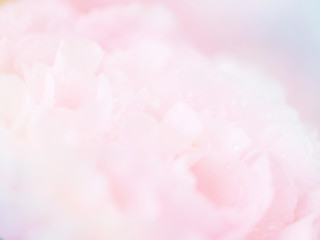 Fototapeta premium Colorful flower background 2