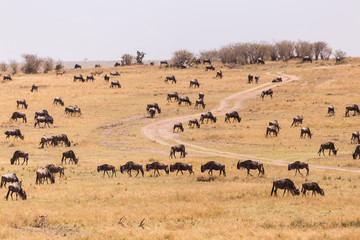 landscape full of wildebeest in Masai Mara in Kenya