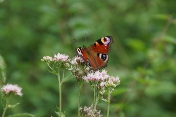 Pfauenauge auf Kunigundenkraut (Eupatorium cannabinum)
