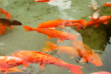 ハーブ庭園旅日記　鯉
