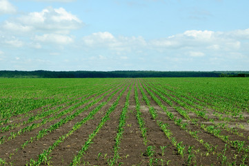 Fototapeta na wymiar rural landscape. bright juicy green of the fields. grow a new crop.photo toned