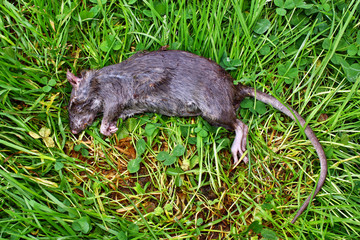  Lying dead big rat