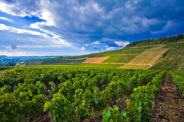 Fototapeta na wymiar Orage imminent sur le vignoble de Chablis, Yonne, Bourgogne-Franche-Comté 