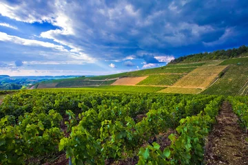 Foto auf Acrylglas Orage imminent sur le vignoble de Chablis, Yonne, Bourgogne-Franche-Comté  © aterrom