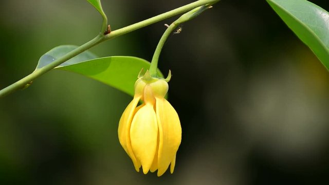 Artabotrys siamensis in the wind
