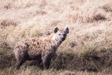 Hyena in Masai Mara Kenya