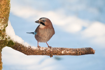Eichelhäher im Winterwald