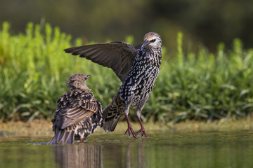 Starling in the pond
